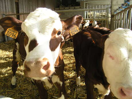 La Ferme de P'tit Foué