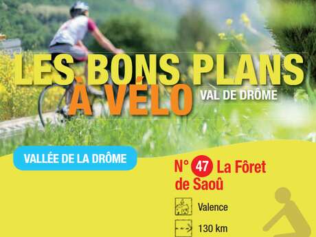 La forêt de Saou