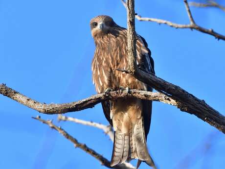Rapaces, rois des airs