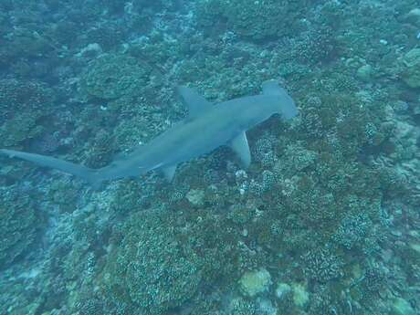 Raie Manta Diving Tikehau