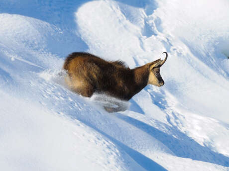 Randonnée découverte et observation des chamois