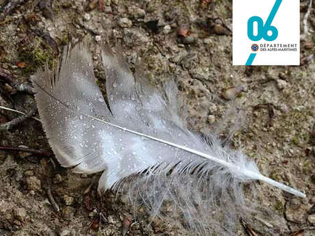 Micro Aventure " Rallye plumes "