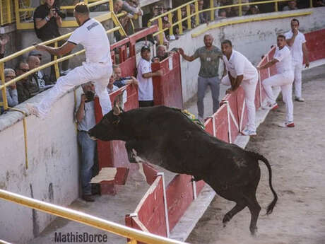 Camargue race, Avenir Trophy