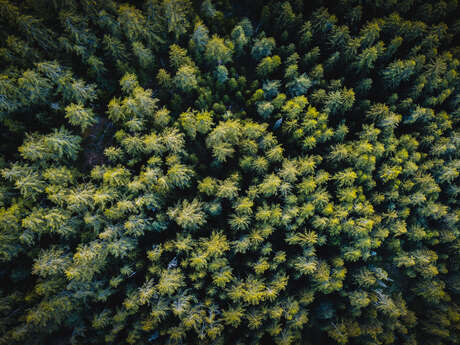 Table ronde autour de la forêt et du bois en Ubaye