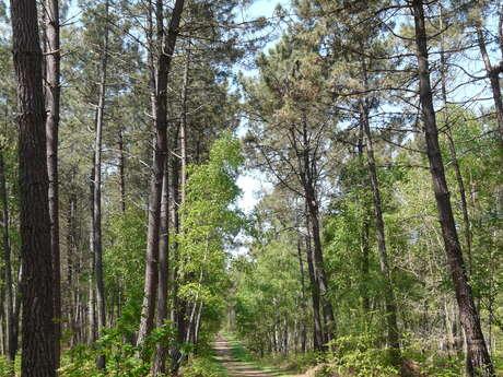 Boudré Forest