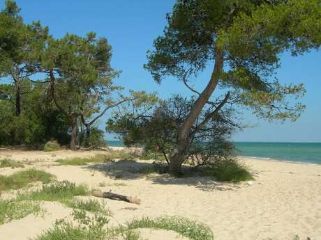 Plage de Trousse Chemise