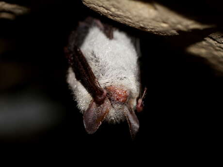 Le monde renversant des chauves-souris