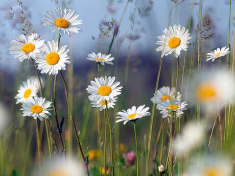 Sortie botanique aux Mourres