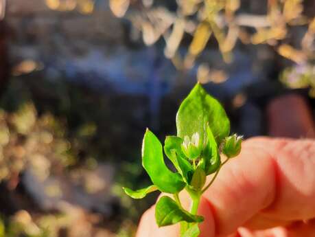 Découverte des plantes sauvages et dégustation