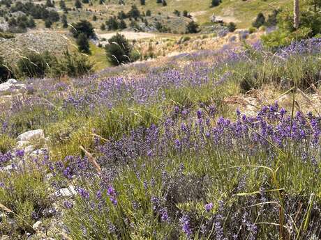 La montagne du Cheiron