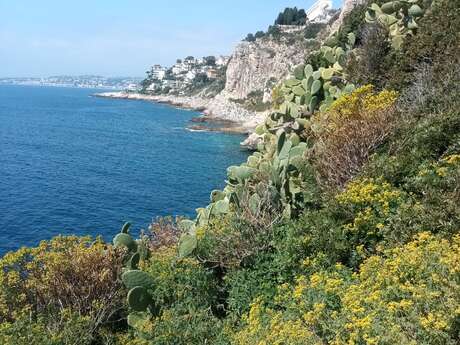 Balade botanique sur le littoral de Nice