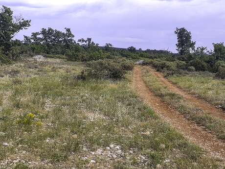 Inventaire photographique des papillons de nuit à Esparron
