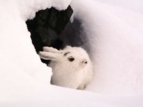 RDV avec un garde : la faune en hiver
