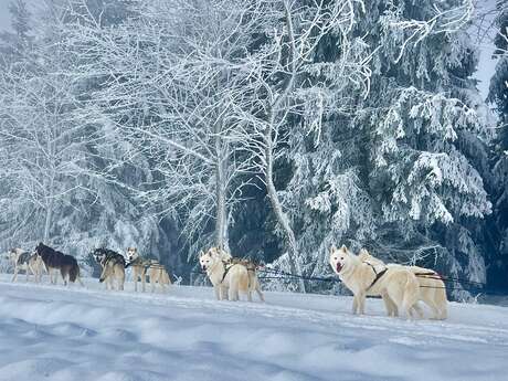 Chiens de traîneau Travel Dog