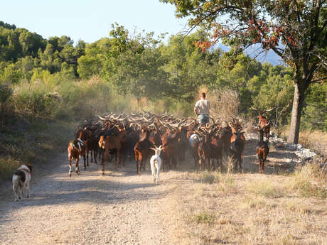 Les Roves de la Jacourelle