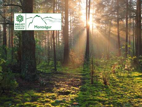 Forestiers de montagne, un autre monde