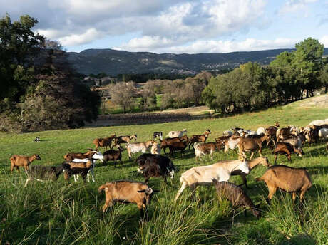Les Chèvres de San Peire - Artisanal cheese dairy
