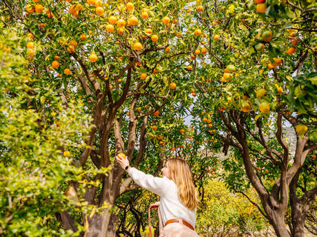 Producteur du Citron de Menton IGP - Jean Pierre Perucchini