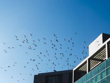 Conférence Indécence urbaine, pour un nouveau pacte avec le vivant de Guillaume Faburel - Nuits de la lecture