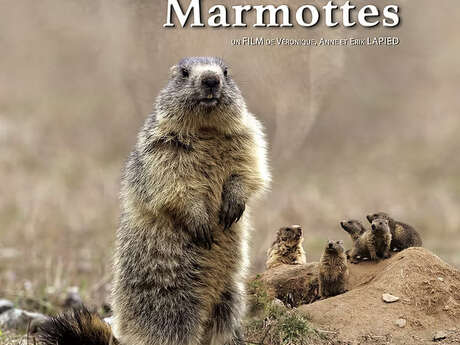 Le clan des marmottes