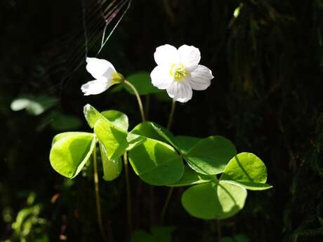 Découvrir les floraisons printanières