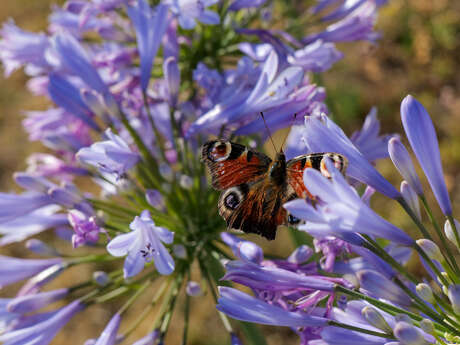 At insect level