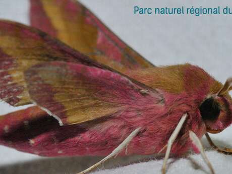 Les papillons de nuit