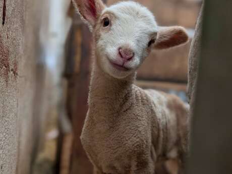 Visites à la ferme pédagogique La Maison des Bêtes à laine