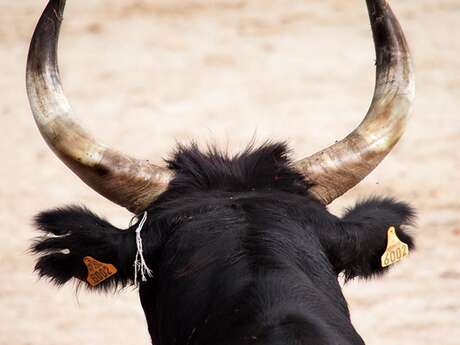 Club Taurin - Courses Camarguaise 2026