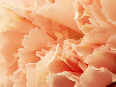 Foire de la Pivoine