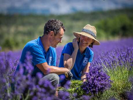 Lavanderaie des Hautes Baronnies