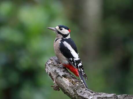 Pic et pic et ramdam dans la forêt - Animation enfant autour des oiseaux