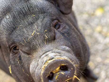 Ferme animalière d'Auriol