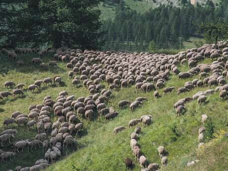 Exposition - De la plaine à la montagne, suivons les bergers