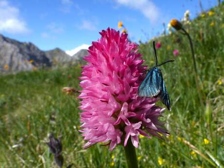 Floralpines - conférence "Couleurs et parfums chez les fleurs"