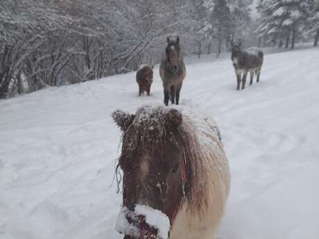 Balade à poney en main à la station de Montclar