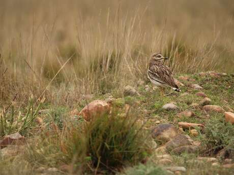 Visite de la Réserve des Coussouls de Crau