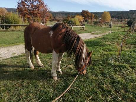 Balade à poney à l'asinerie Laura Aubert