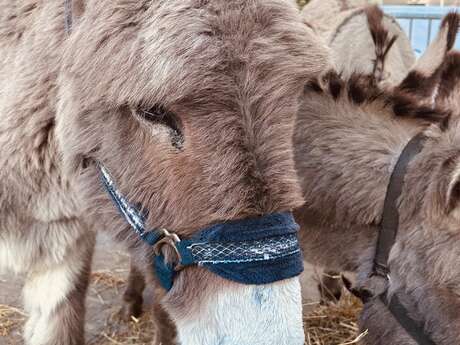 Avril en Famille: balade à dos d'ânes