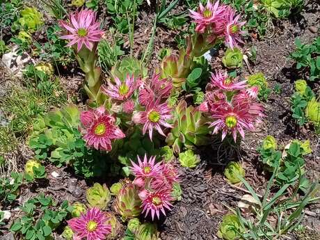 Regards sur la flore et la faune alpine