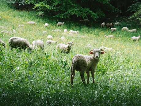 Randonnée pastorale alpage de la Fauge