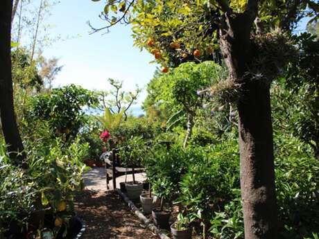 92nd Fête du Citron® - Maison Gannac: guided tour of the orchard and tasting session