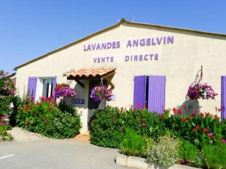 Lavandes Angelvin