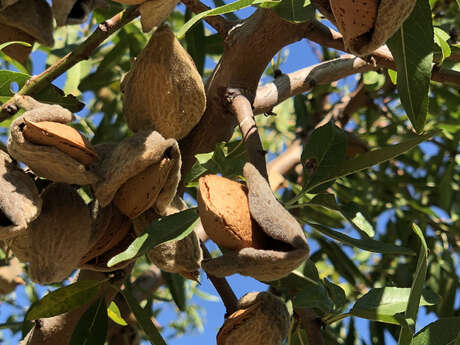 La Lieutenante - Huiles et Amandes