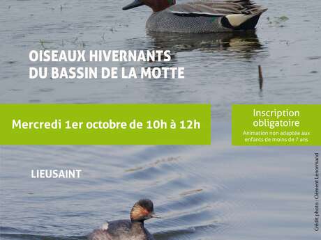 Oiseaux hivernants du Bassin de La Motte