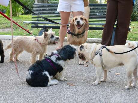 Dog Visit - Visite guidée gratuite avec son animal de compagnie