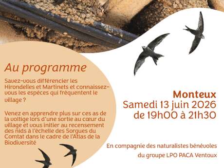 Inventaire participatif Hirondelles et Martinets