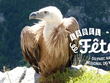 4-A la découverte des oiseaux des falaises