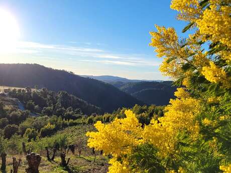 Balades Guidées: Tanneron, le mimosa et les plantes à parfum du Massif