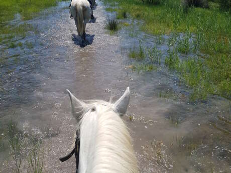 Balade à cheval du Mas Saint Germain